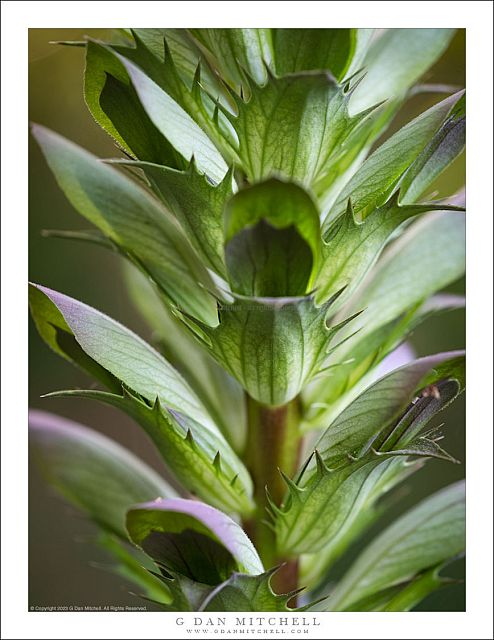 Acanthus Leaves and Stem