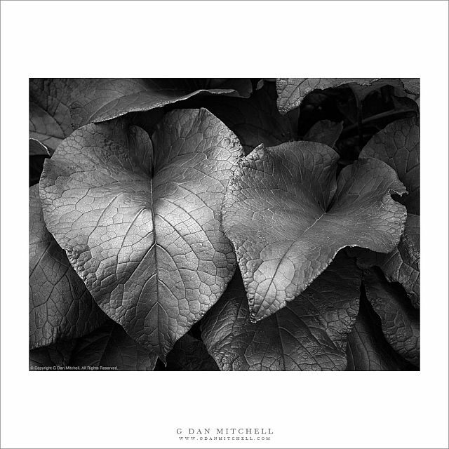 Leaves, Bath