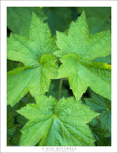 Leaves in Shadows