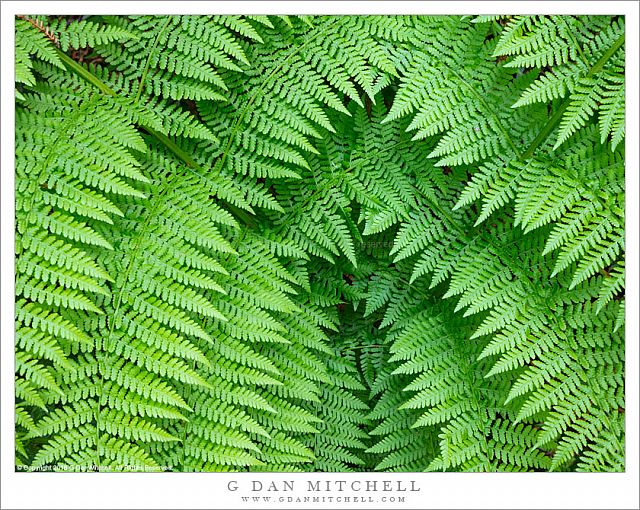 Overlapping Ferns