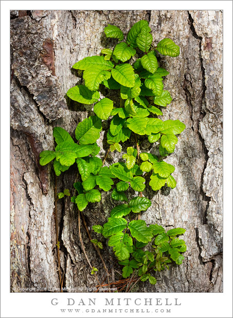 Poison Oak