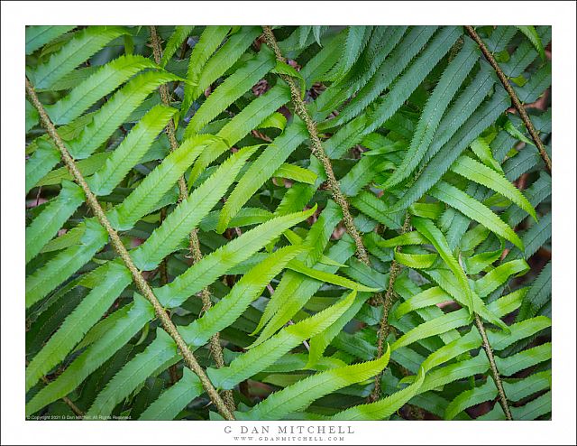 Redwood Forest Ferns