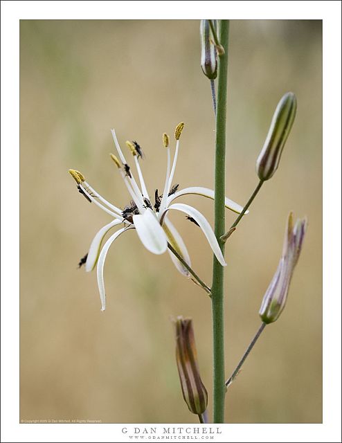 Soap Plant Flower