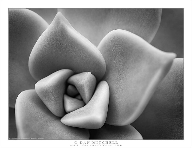 Succulent Leaves, Detail