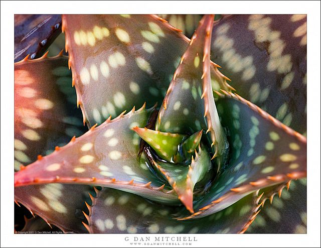 SucculentLeavesJaws20190605