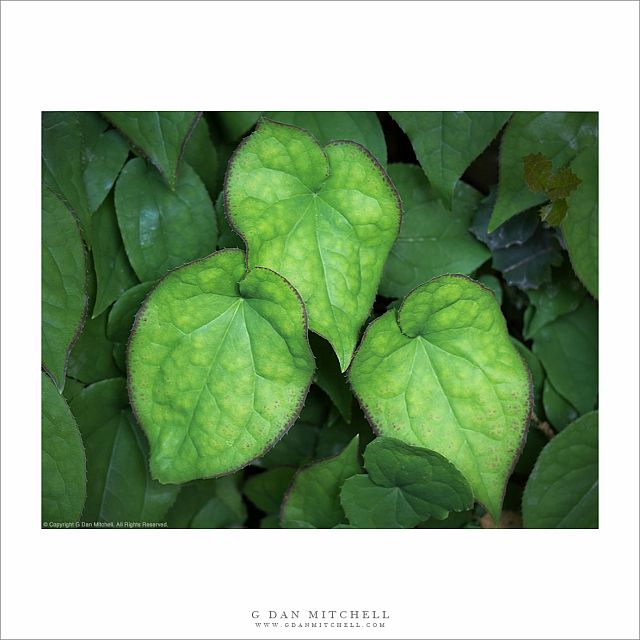 Three Ivy Leaves