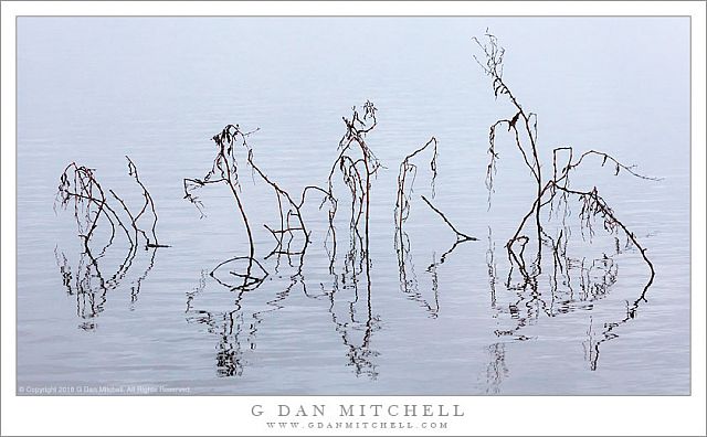 Water Plants