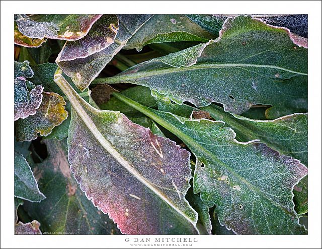 Autumn Weeds