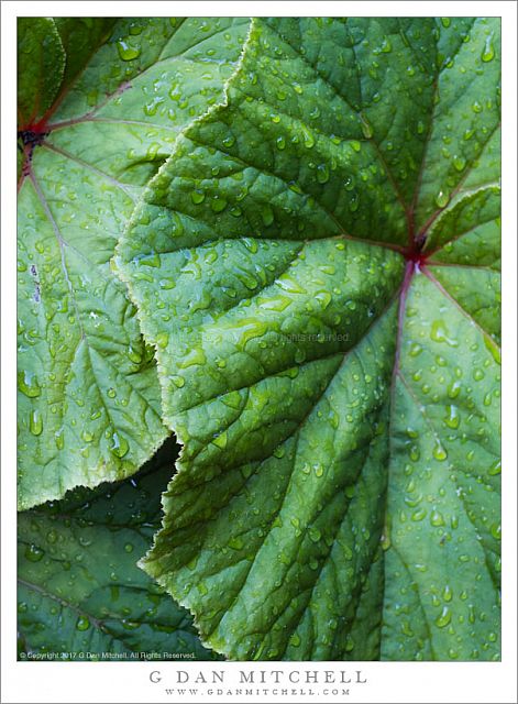 Leaves and Rain