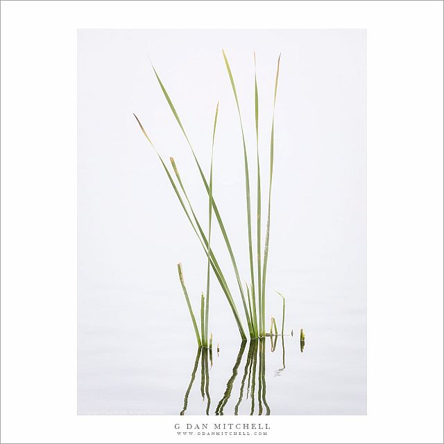 Wetland Plants