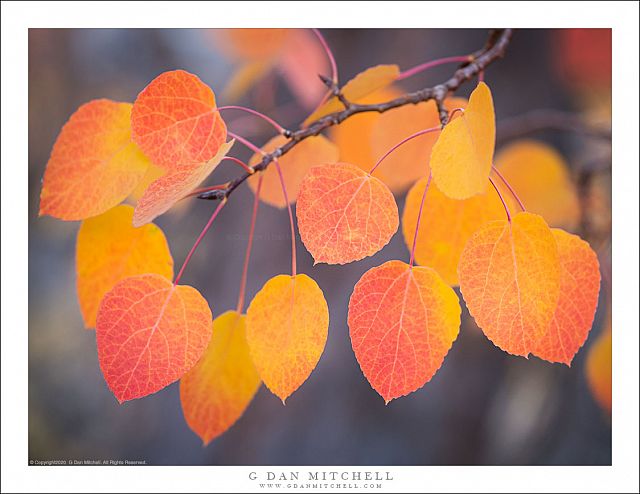Aspen Branch and Leaves