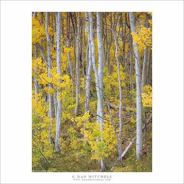 Autumn Grove