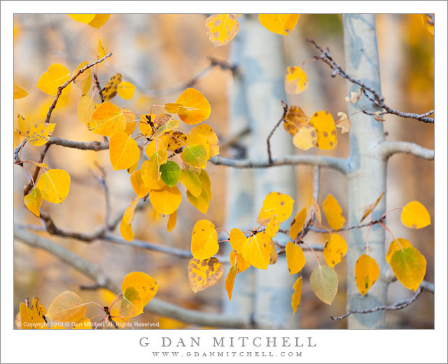 AspenLeavesFirstLight20121003