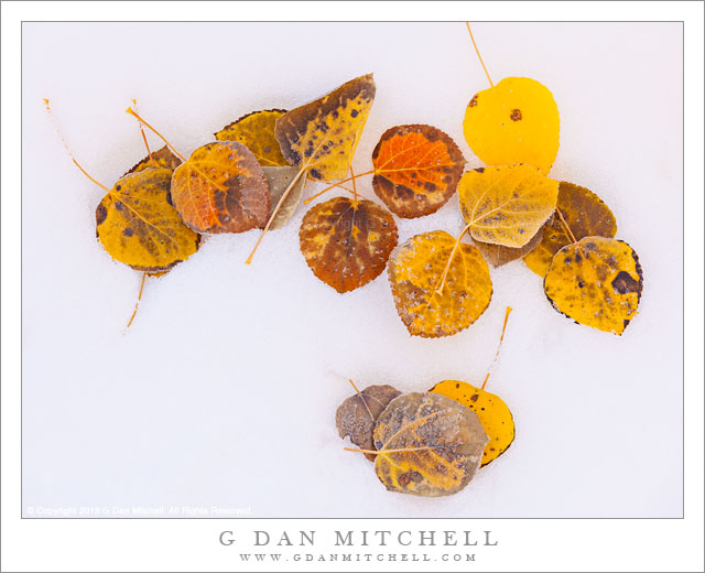 AspenLeavesInSnow20131011