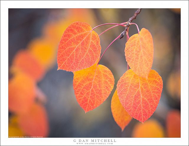 Aspen Leaves, Near and Far