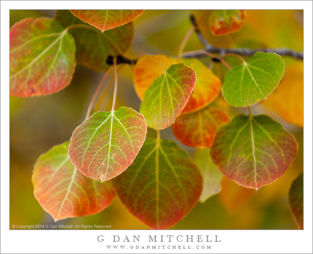Red and Green Aspen Leaves