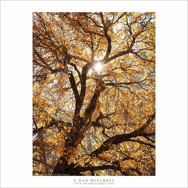 Backlit Autumn Oak Tree