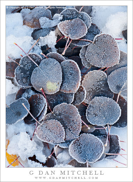 BlackAspenLeavesFrost20111008