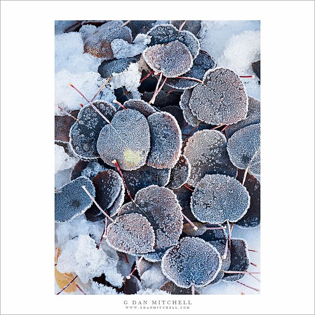 Black Aspen Leaves, Frost