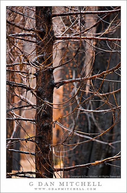 BurntForestYosemiteValley20081101