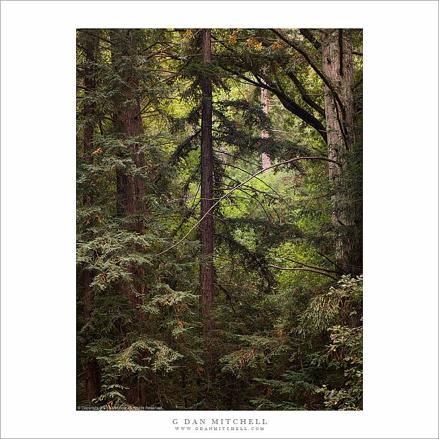 Coastal Redwood Forest