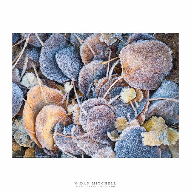 Aspen Leaves and Morning Frost