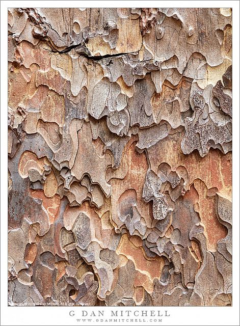 Conifer Bark