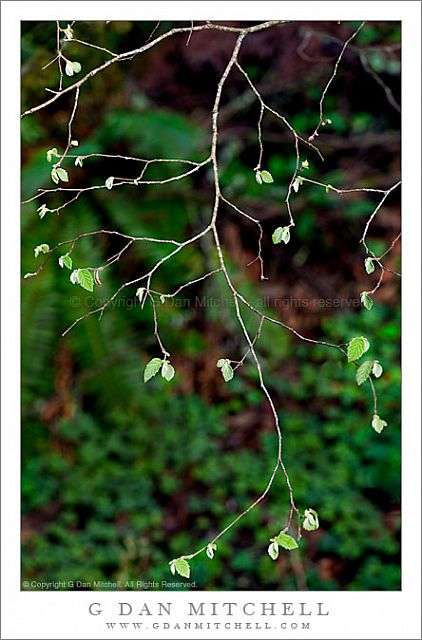 DelicateBranchLeaves20090307