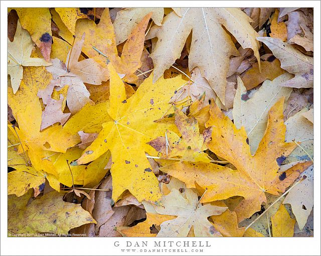Autumn Leaves, Yosemite