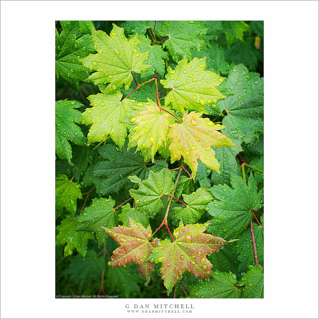 Leaves in Rain