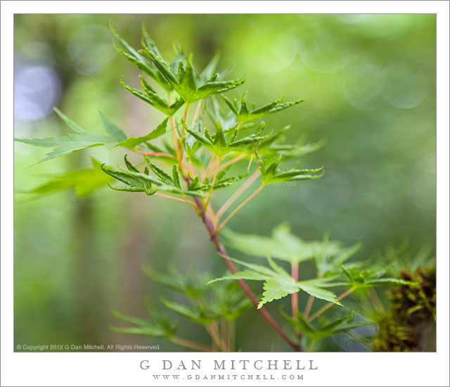 JapaneseMapleLeavesBokeh20120703