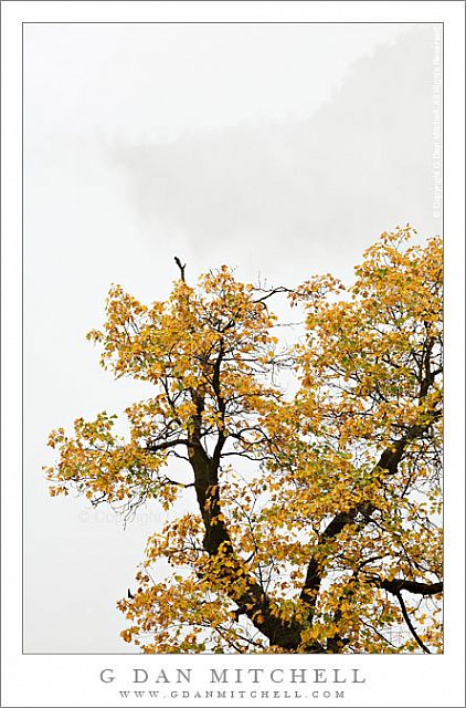 OakBranchesFog20081102