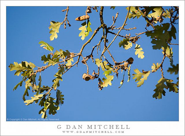 OakLeavesBlueSky20081122
