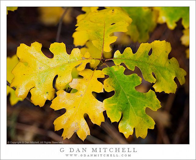 OakLeavesRainFall20081102