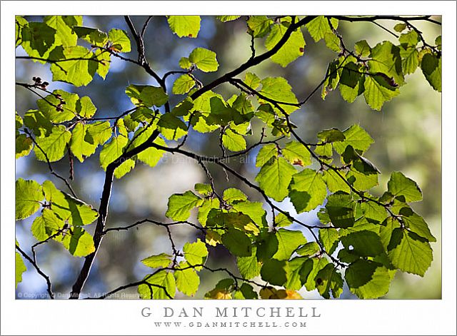 RedAlderLeavesBacklit20091025