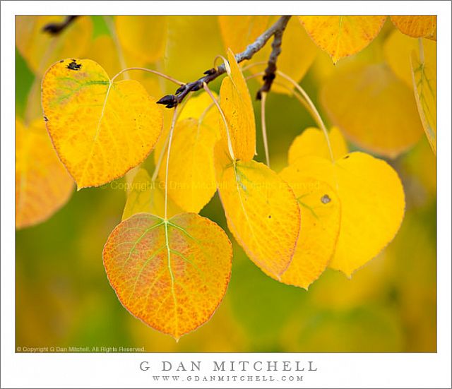 RedYellowGreenAspenLeaves20090927