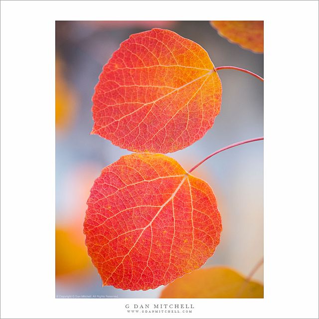 Twin Leaves