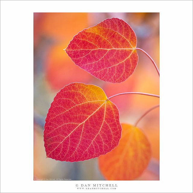 Backlit Aspen Leaves