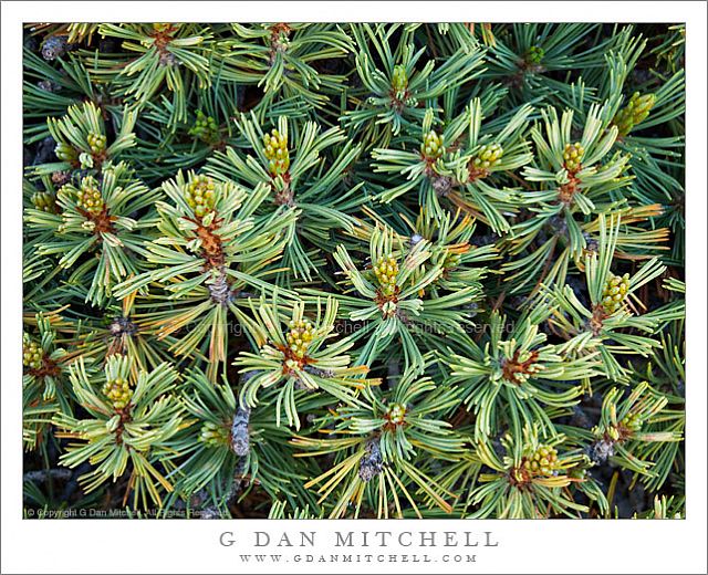 WhiteBarkPineDetail20100724