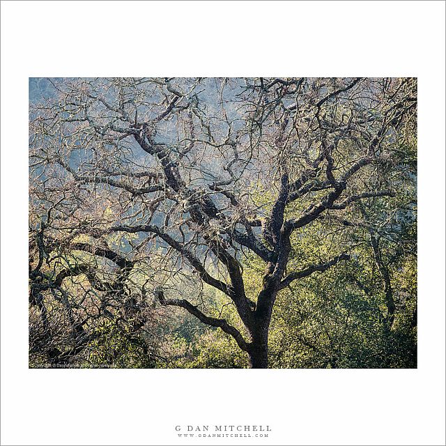Winter Trees