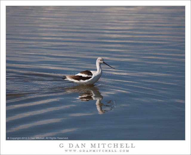 American Avocet, Reflection