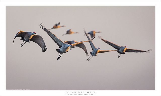 Approaching Cranes