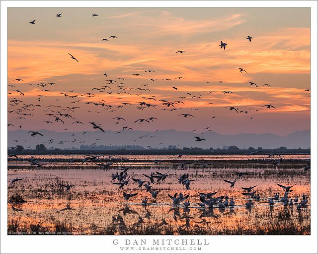 Arrival of Geese, Dusk