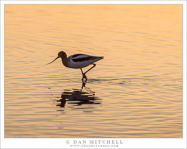 Avocet, Sunset Reflection