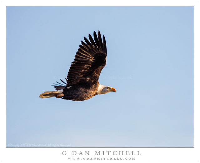 Bald Eagle in Flight