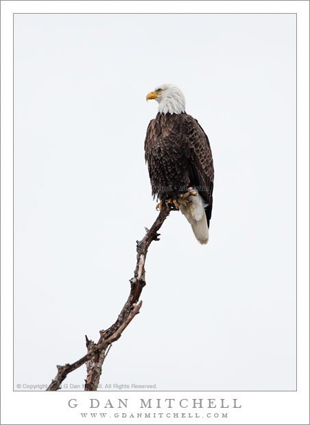 Bald Eagle