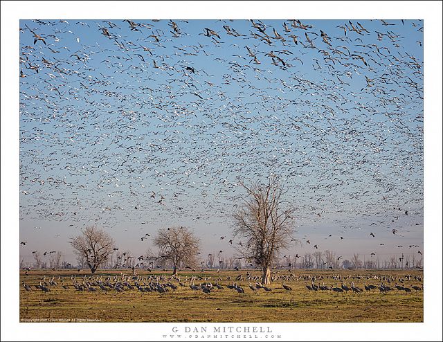 Bird-Filled Sky