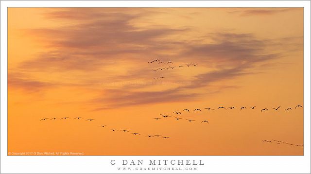 Birds, Sunset Clouds