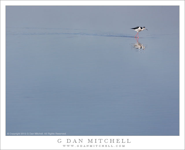 Black-Necked Stilt