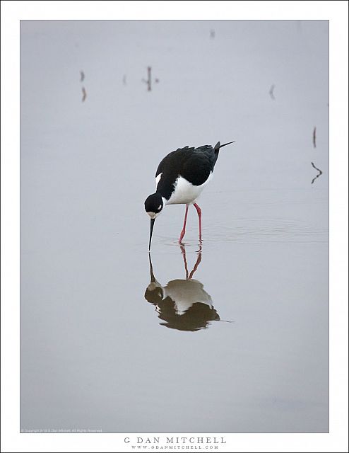 Feeding Black-Necked Stilt